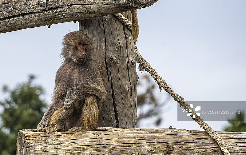 仰视角度拍摄的坐在树上的狒狒，匈牙利图片素材