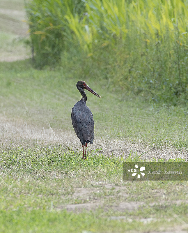 灰色苍鹭栖息在草地上的特写图片素材