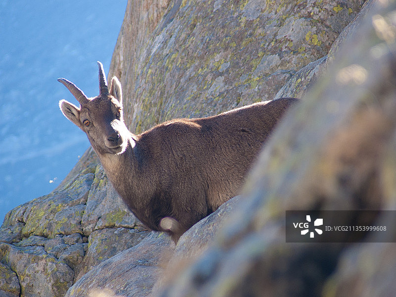 岩石上站立的鹿特写图片素材