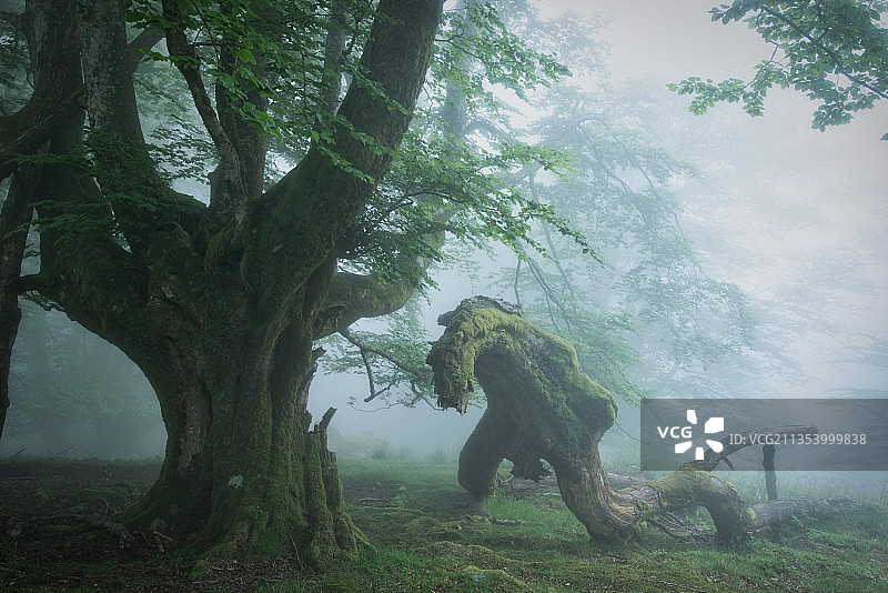 雾天西班牙奥罗斯科森林中的树木图片素材