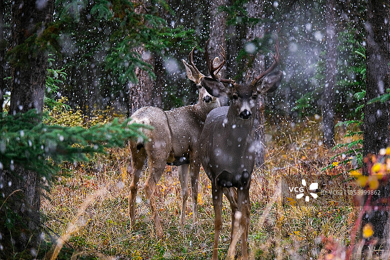 森林里的两只骡鹿图片素材