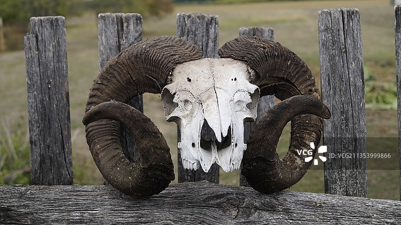 动物头骨在木桩上特写图片素材