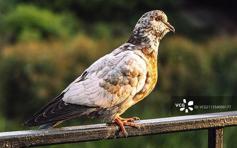 近距离拍摄栖息在俄罗斯栏杆上的鸽子图片素材