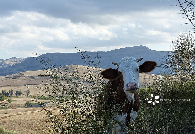田野中的奶牛肖像，阿尔及利亚图片素材