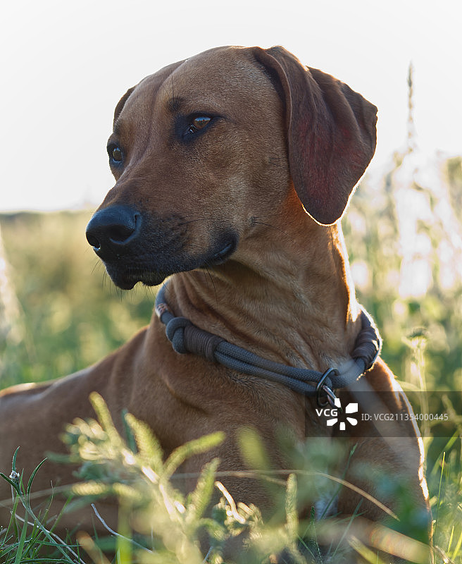 纯种狗坐在田野上面朝天空的特写图片素材