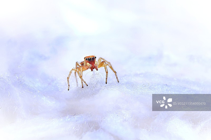 印度尼西亚苏拉威西岛布顿岛雪地上的蜘蛛特写图片素材