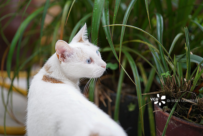 猫看向别处的特写图片素材