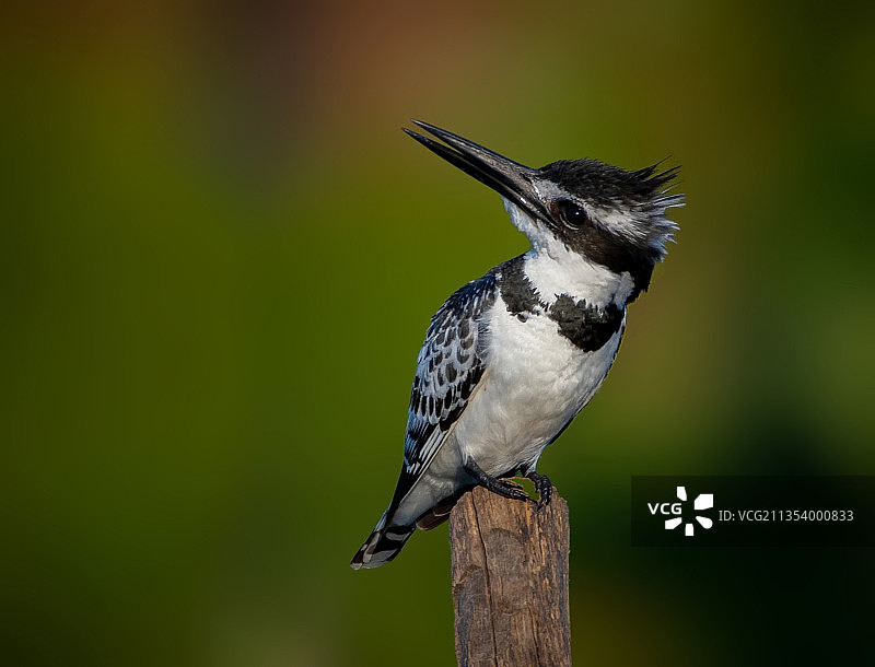 翠鸟栖息在木桩上的特写图片素材