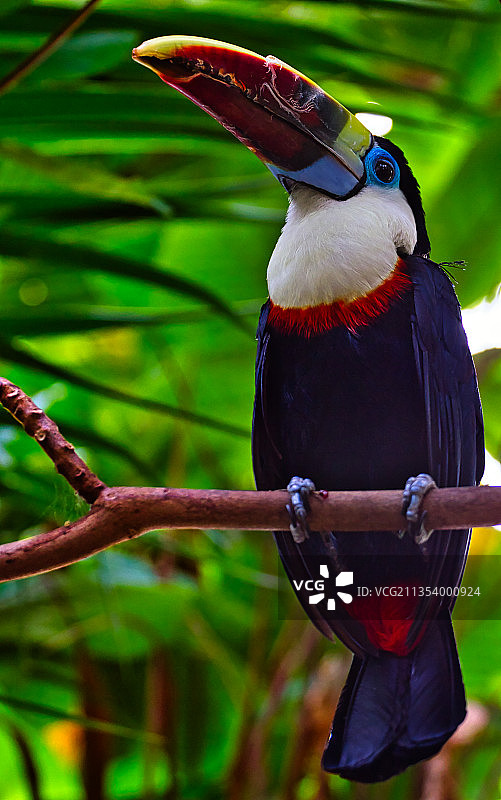 栖息在树枝上的巨嘴鸟特写图片素材