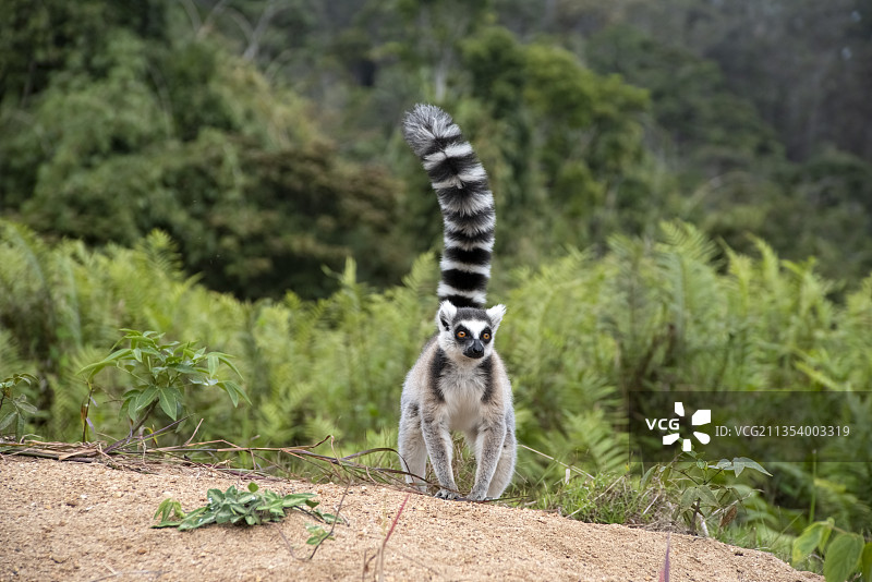猴子站在田野上的肖像，马达加斯加图片素材