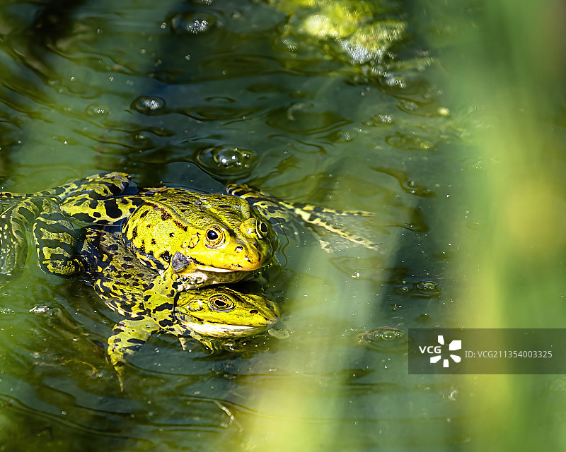 德累斯顿湖中游泳的青蛙高角度照片图片素材