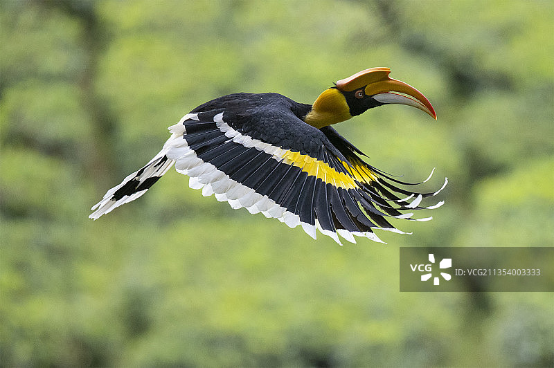 印度喀拉拉邦内利亚姆帕蒂树林中飞翔的犀鸟特写图片素材