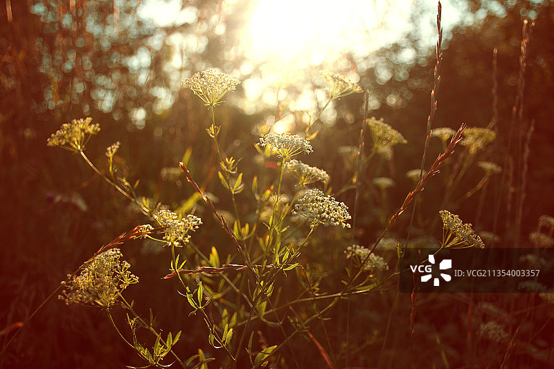 阳光明媚的田野上的花卉植物特写图片素材