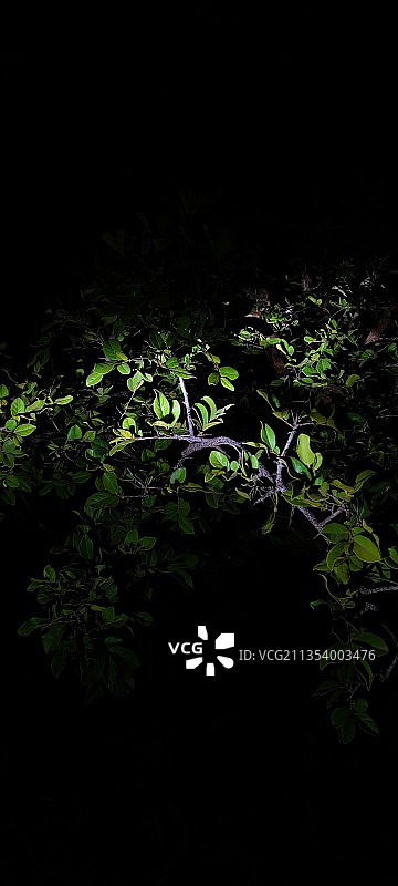 森林中生长的植物特写图片素材