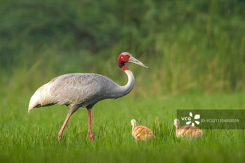 栖息在草地上的起重机的侧视图图片素材