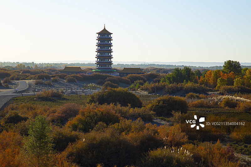 金塔胡杨林图片素材