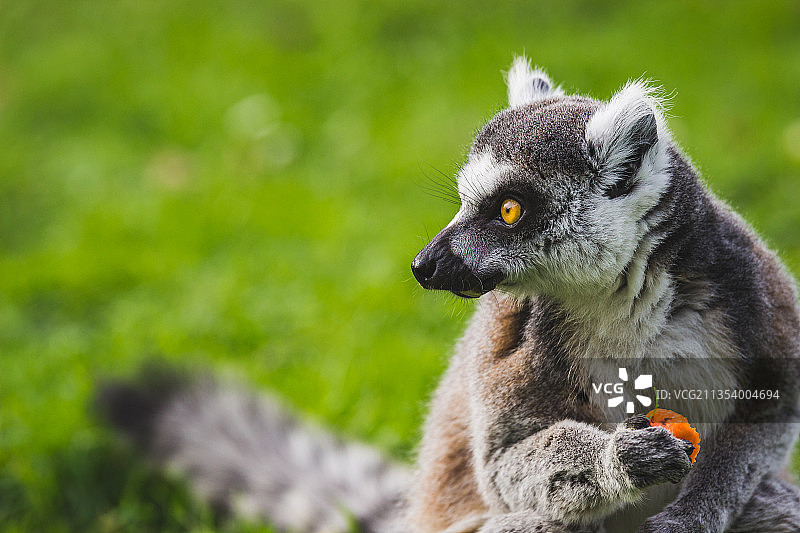 法国戒指特写图片素材