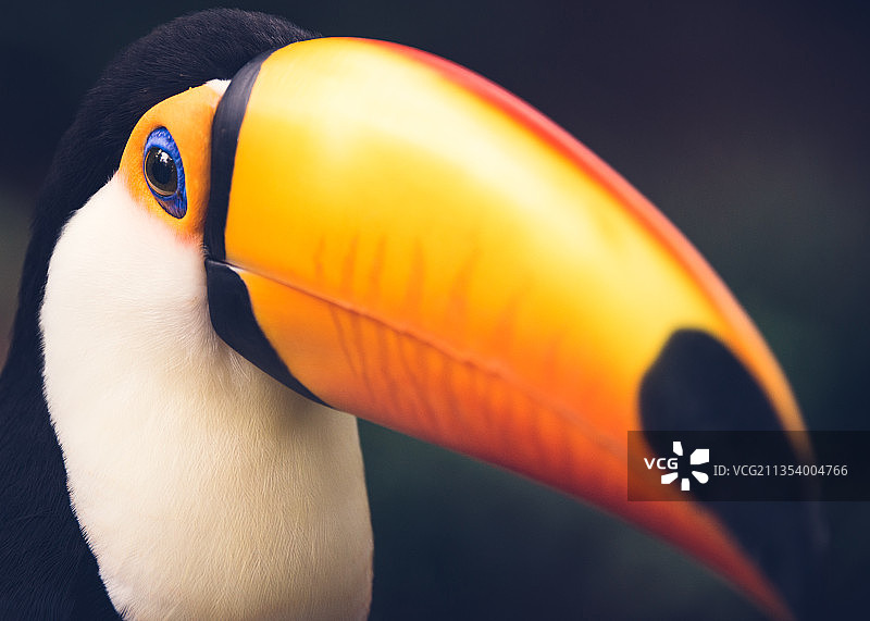 巴西巨嘴鸟特写图片素材