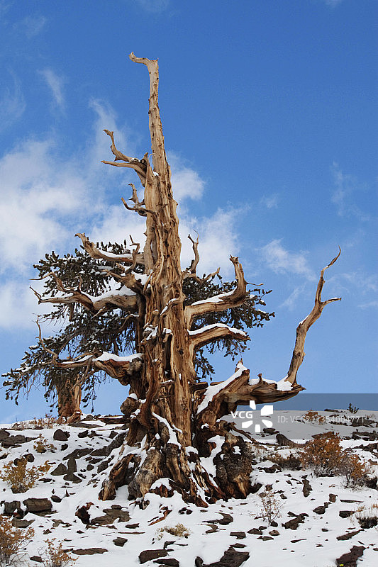 低角度的裸露的树对天空图片素材