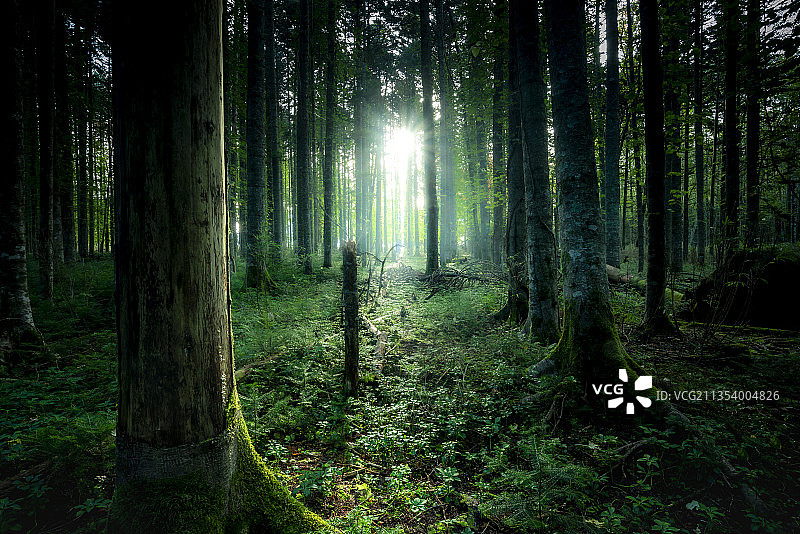 树木在森林图片素材