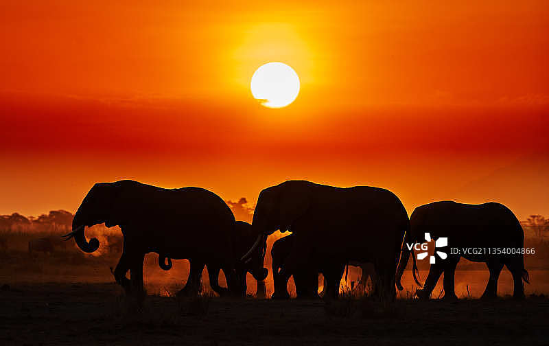 日落时分原野上大象的剪影图片素材