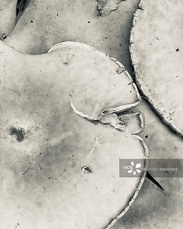 荷兰哈德韦克风化墙面全画幅照片图片素材