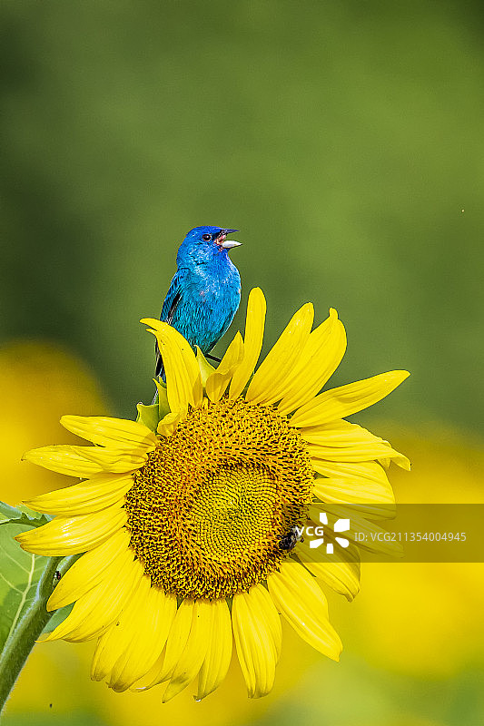 栖息在黄色花朵上的鸣禽特写，美国马里兰州米勒斯维尔图片素材