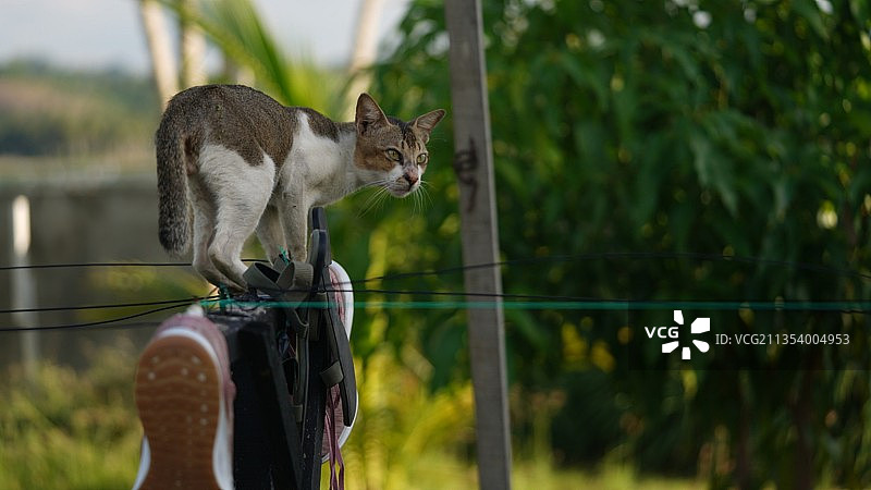 栏杆上的猫肖像图片素材