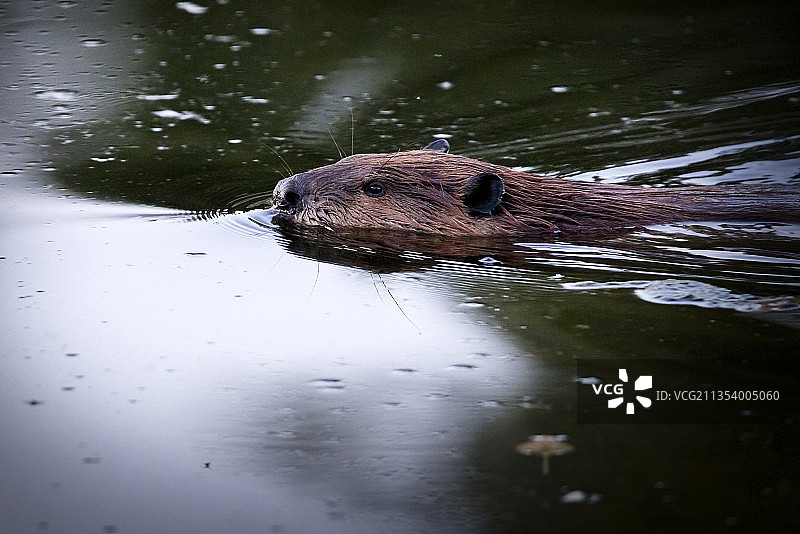加拿大湖中游泳的老鼠特写图片素材