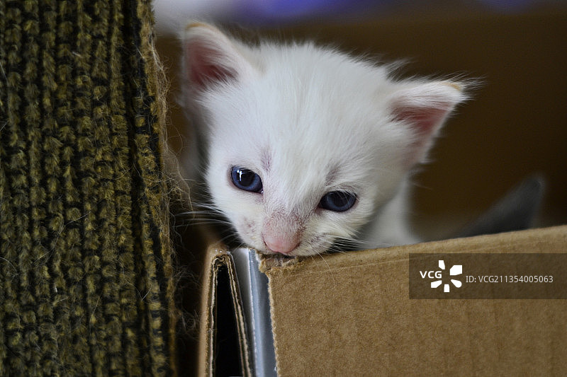 小猫特写图片素材