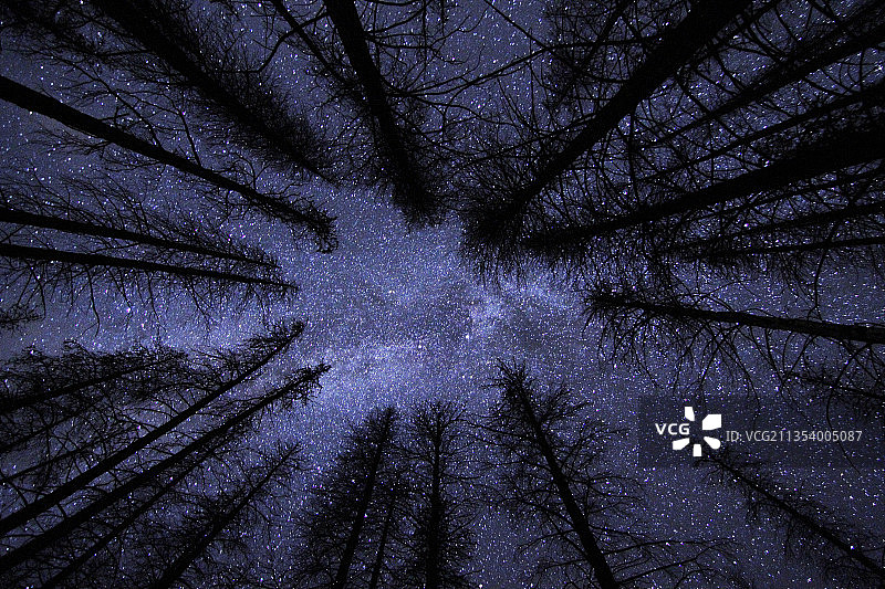 美国科罗拉多州格兰比冬季森林树木的低角度景观图片素材