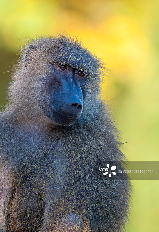 狒狒侧视特写图片素材