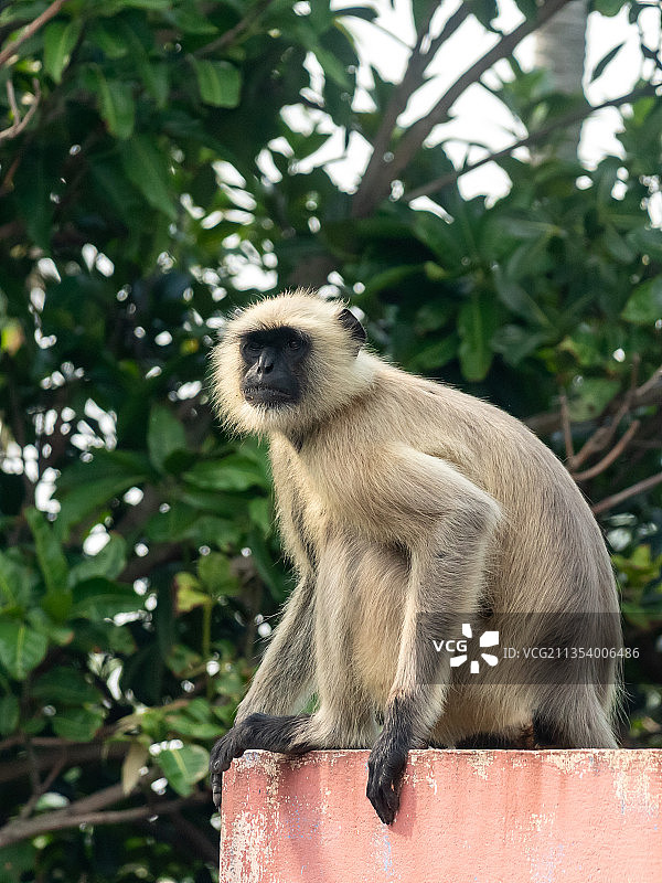 从下往上看：长尾叶猴坐在树上图片素材