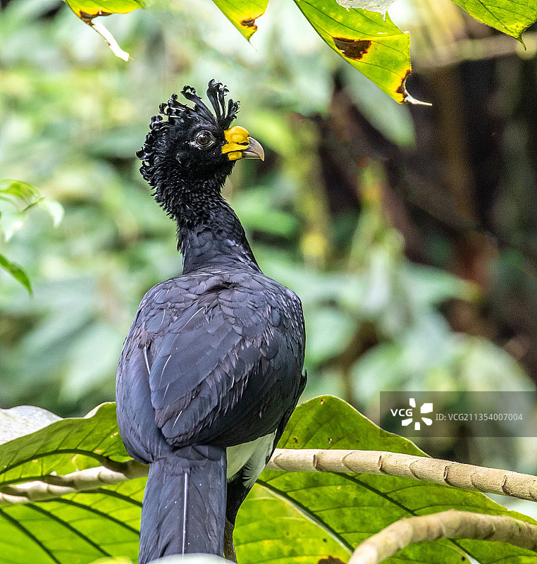 犀鸟栖息在树枝上的特写，哥斯达黎加卡塔戈省图片素材