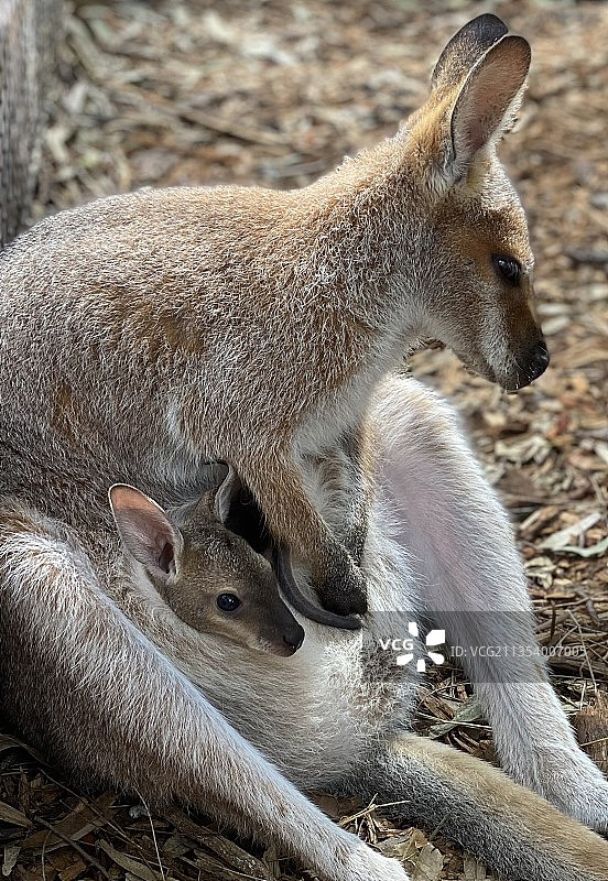 澳大利亚狐狸在陆地上特写图片素材