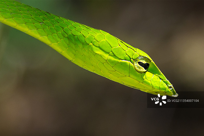 印度喀拉拉邦Gavi的绿藤蛇特写图片素材
