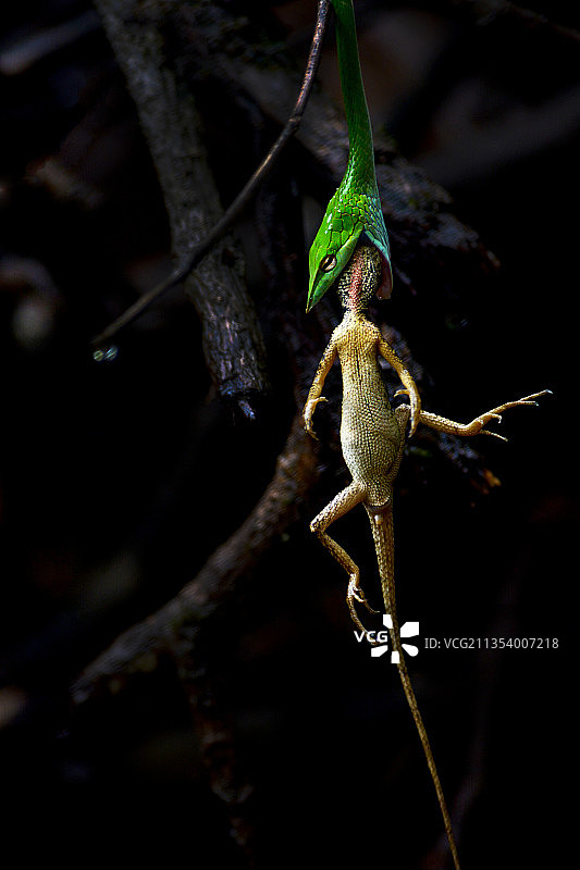 树枝上的蜥蜴特写图片素材