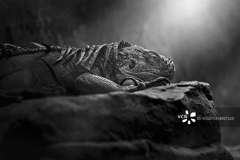 岩石上的加拉帕戈斯陆鬣蜥特写，中国上海图片素材