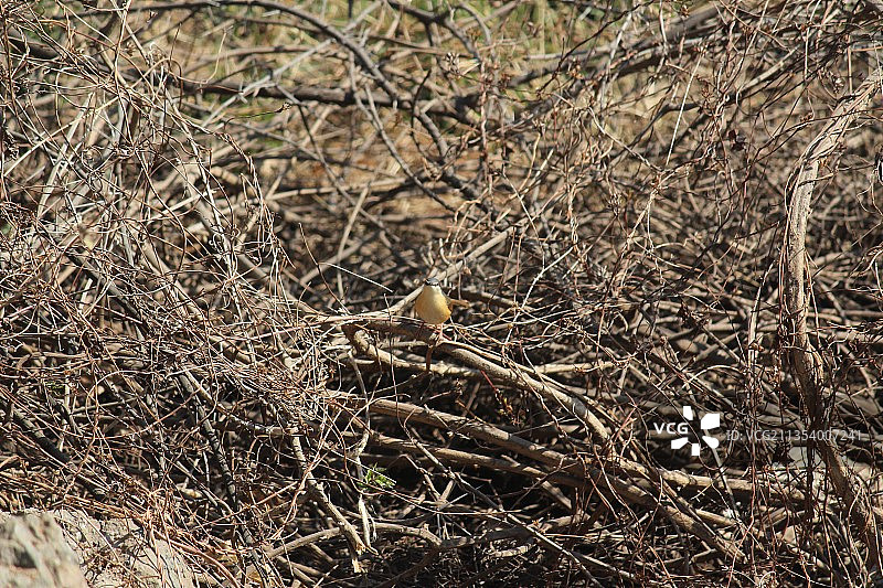 印度古吉拉特邦拉杰果德的栖息在田野上的鸣禽高角度景观图片素材