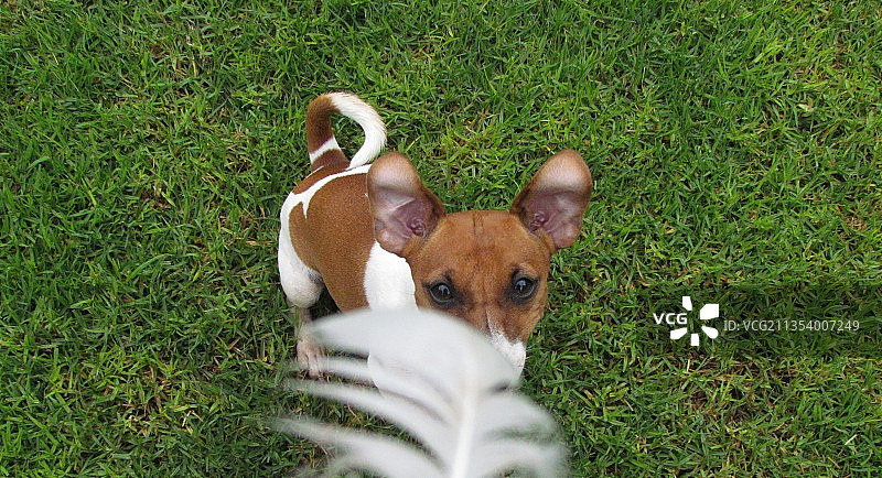 南非斯泰拉，田野上的狗狗高角度写真图片素材