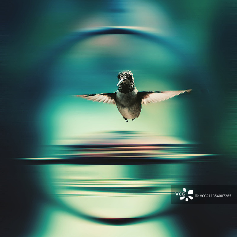 蜂鸟飞越湖面的特写图片素材