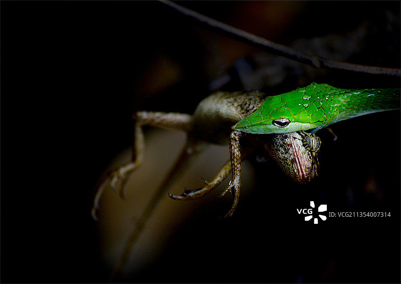 树叶上的青蛙特写图片素材