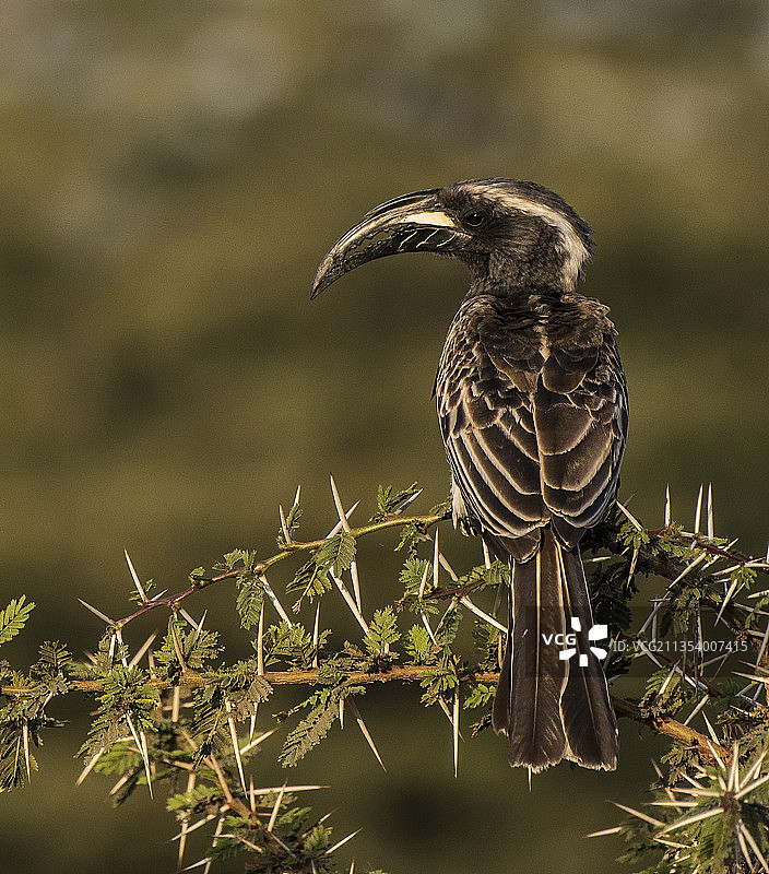 坦桑尼亚塞伦盖蒂栖息在树枝上的犀鸟特写图片素材