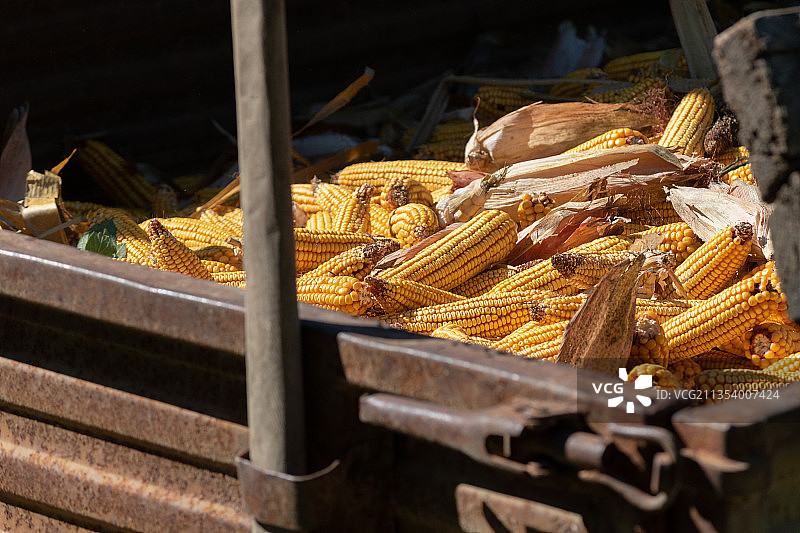 波黑德尔文塔市场摊位上出售的玉米特写图片素材