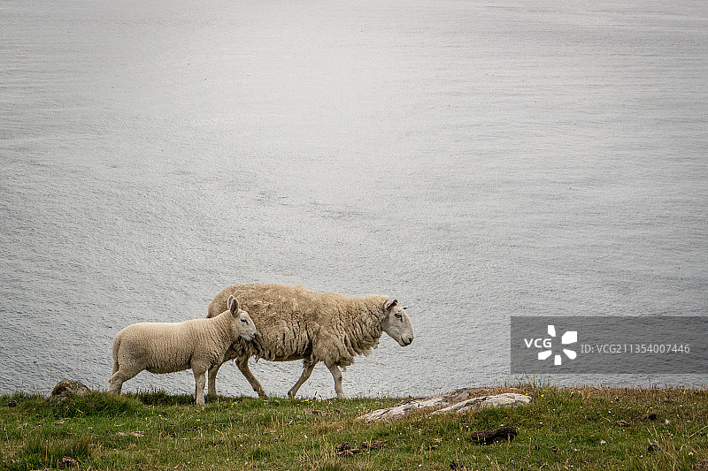 格伦代尔绵羊图片素材