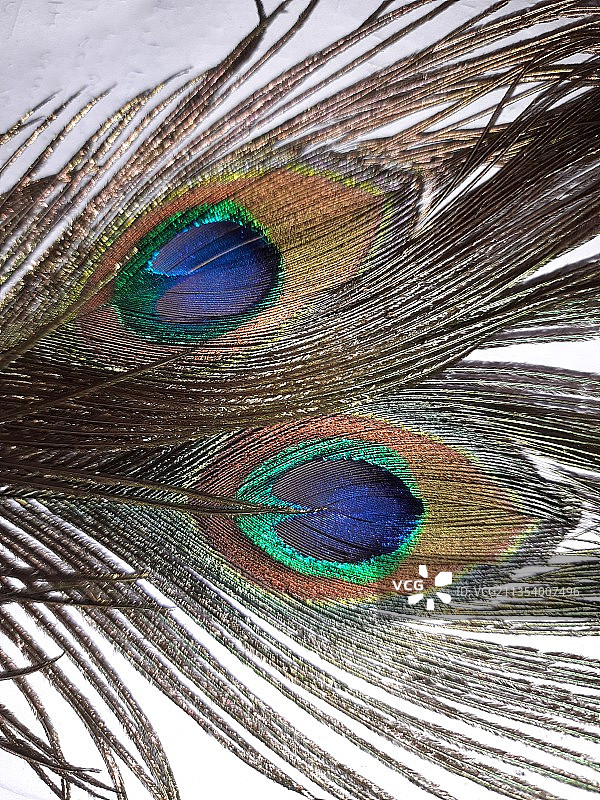 特写的孔雀图片素材