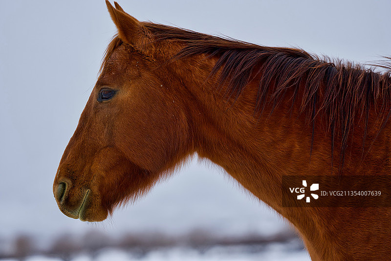 美国犹他州希伯城，小马站在天空下的侧视图图片素材