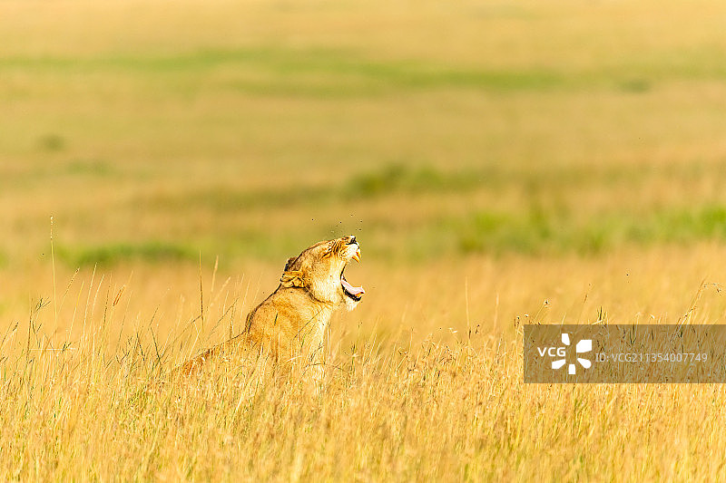 肯尼亚马赛马拉国家公园草地中打哈欠的母狮侧面图片素材