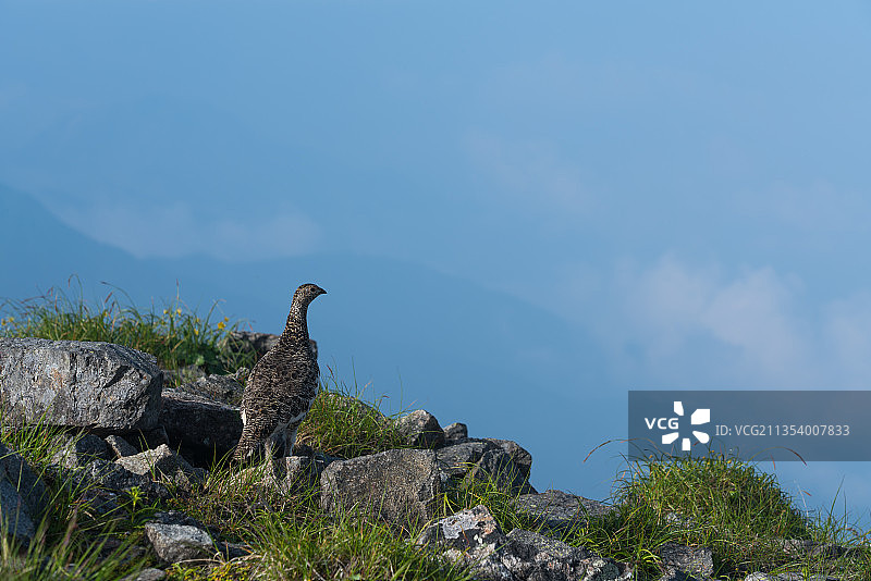日本雷鸟栖息在岩石上的侧视图图片素材