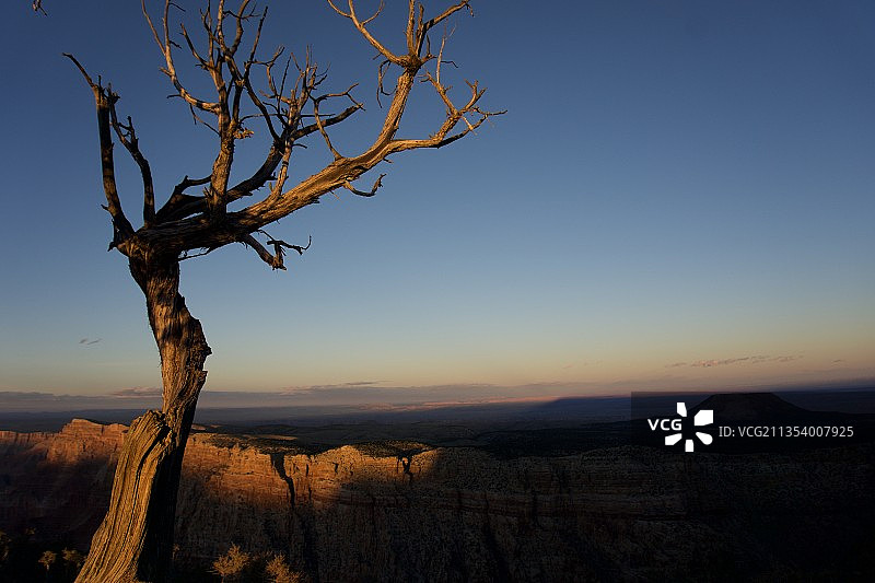 大峡谷国家公园日落时分的树木景色图片素材